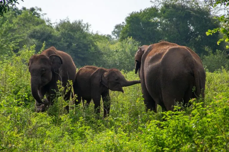 Udawalawe National Park